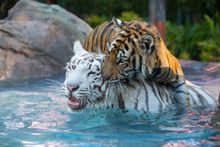Dreamworld Tigers playing in pool