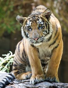 Tiger at Dreamworld on the Gold Coast