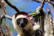 Verreaux Lemur