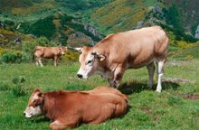 The Quest for the World's Best Beef Episode 5: Rubia Gallega Spanish Beef