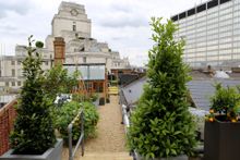 St Ermin's Hotel new Roof Kitchen Garden