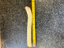 Archie's biggest chip (Credit: Triangle News)