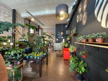 Botany Zhi Indoor Lifestyle Shop