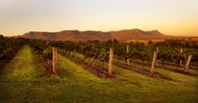 Scarborough Wine, Gillards Road.