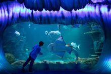 SEA LIFE Sydney Aquarium, Darling Harbour
