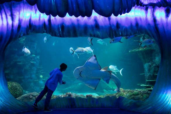 SEA LIFE Sydney Aquarium, Darling Harbour