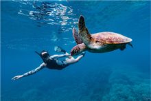 Snorkeling with turtles at Lady Musgrave Island