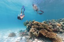 Snorkelers at Lady Musgrave Island