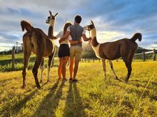Llama walk at The Llama Farm