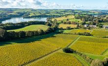 Aerial of vineyard