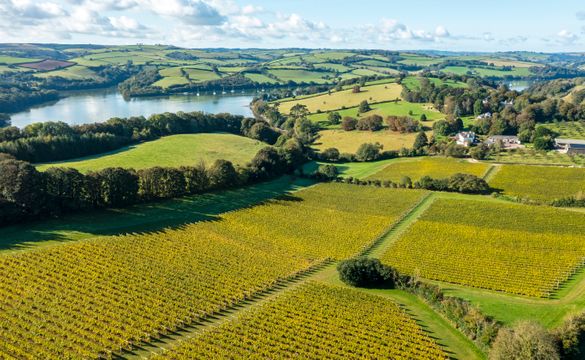 Aerial of vineyard Aerial of vineyard