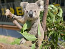 Cute koalas are the star attraction at new Ewe Nique Hobby Farm koala days