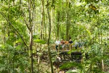 Daintree
