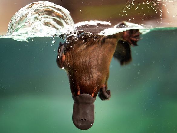 Healesville Sanctuary