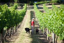 De Bortoli, Yarra Valley