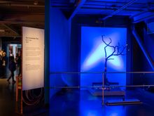 The Enchanted Tree by Burt Libe at the Exploratorium.