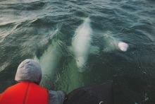 Beluga whales in Churchill
