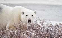 Polar bear in Churchill, Manitoba