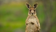 Kangaroo Valley