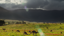 Kangaroo Valley