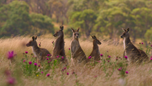Kangaroo Valley