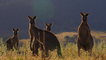 Kangaroo Valley