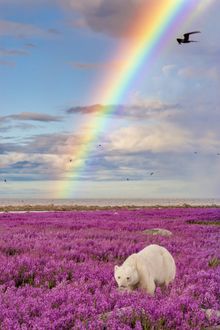 Polar bear in Churchill, Manitoba, Canada