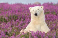 Polar bear in Churchill, Manitoba, Canada