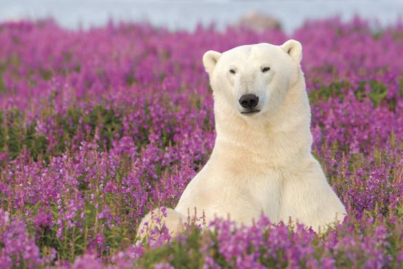 Polar bear in Churchill, Manitoba, Canada Polar bear in Churchill, Manitoba, Canada