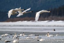 Celebration of Swans, Yukon Territory