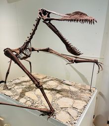 Model within the Pterosaur Exhibit 