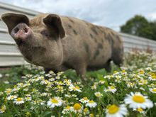 Pig at Kent Life Heritage Farm Park