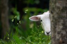 Sheep at Kent Life Heritage Farm Park