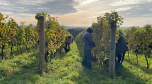 Workers in the Candover Brook vineyard