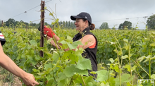 Pruning in the Candover Brook vineyard