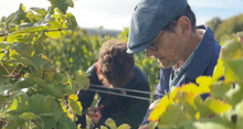 Candover Brook vineyard 
