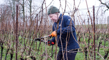 Pruning at Candover Brook