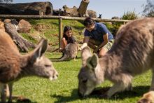 Oakvale Wildlife Park, Salt Ash