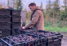 Harvesting the grapes at Candover Brook