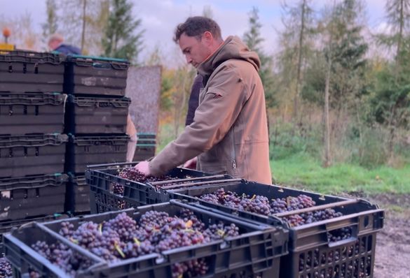 Harvesting the grapes at Candover Brook Harvesting the grapes at Candover Brook