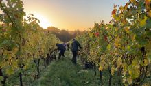 Picking grapes at Candover Brook