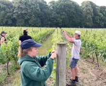 Tying up the grapes at Candover Brook