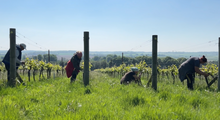Bud rubbing at Candover Brook 