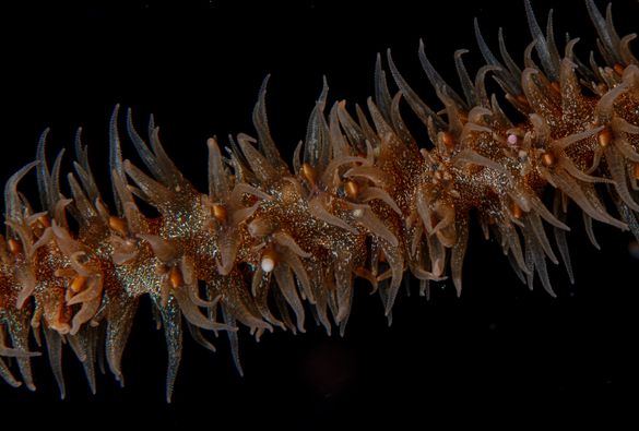 Coral spawning at Moore Reef, Queensland.