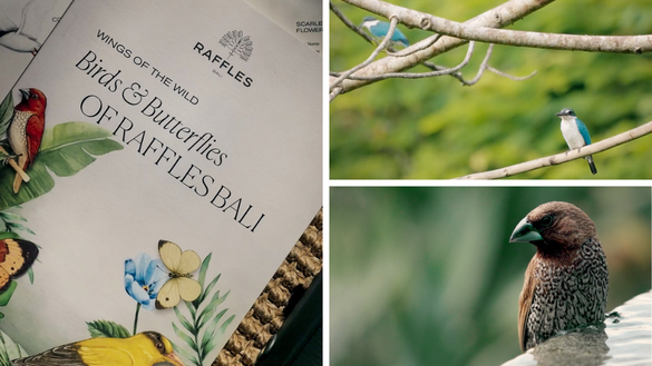 Birds and Butterflies Watching Experience at Raffles Bali