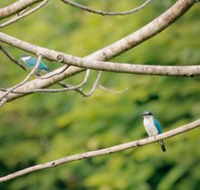 Collared Kingfisher Sighting at Raffles Bali