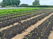 Hampshire Market Garden Veg Crops