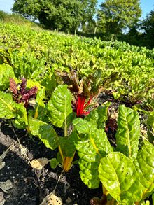 Hampshire Market Garden Growing