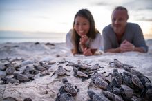 Turtle Hatchlings at Lady Musgrave Island