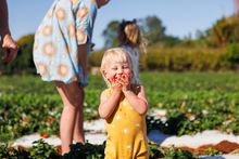 Tinaberries Strawberry Farm